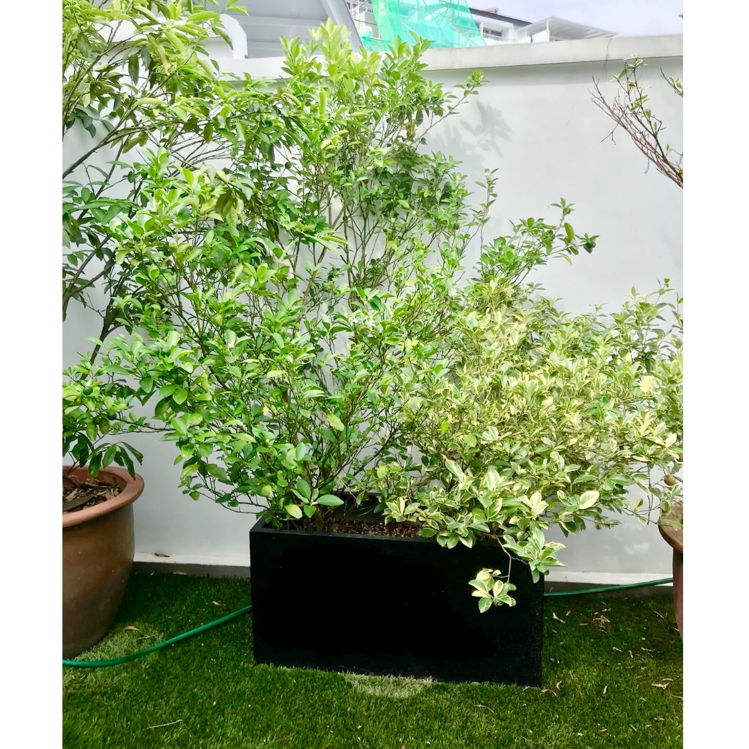Green Lime & Variegated Lime Trees in fibre-glass black rectangular ...