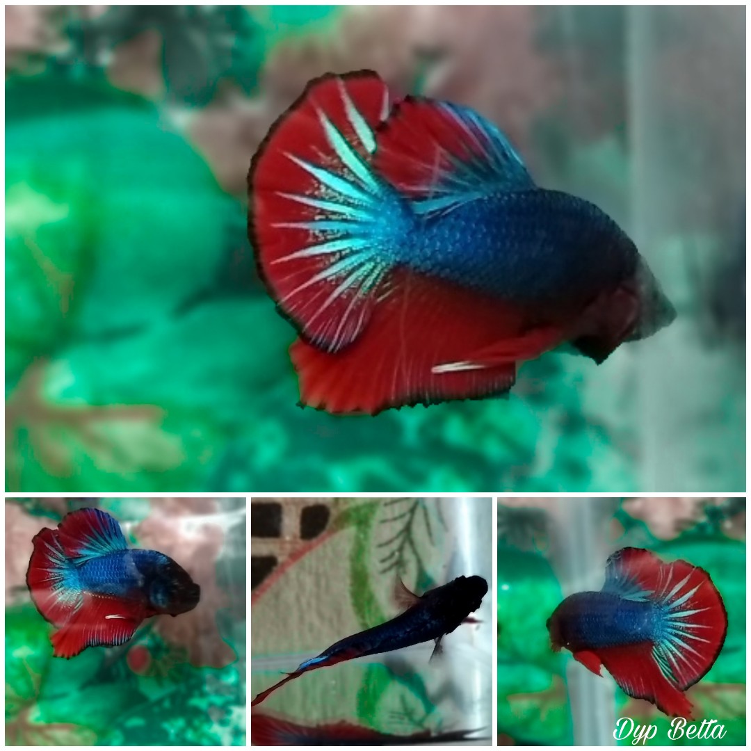 Ikan Cupang Besgel Perlengkapan Hewan Makanan Hewan Di Carousell