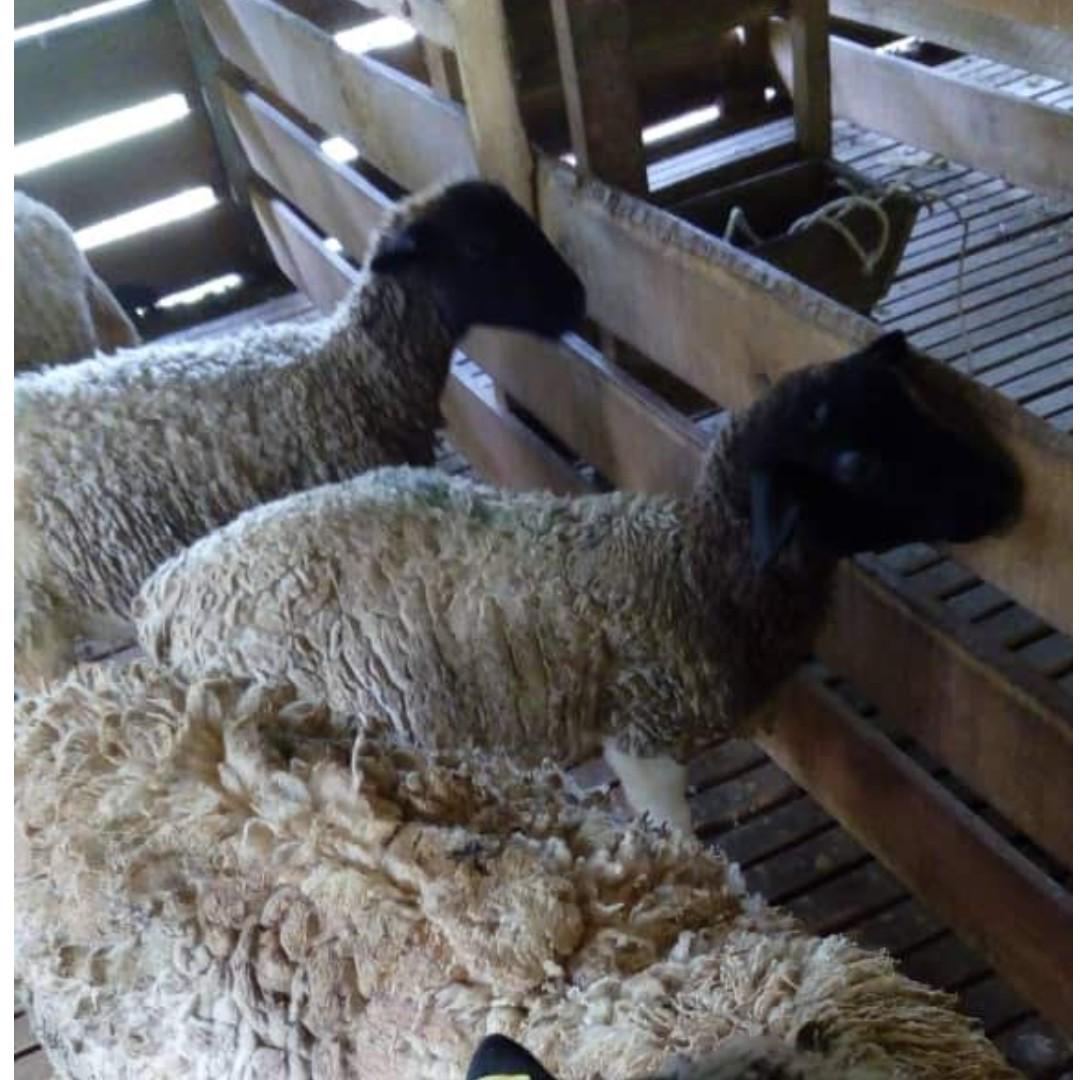 Kambing Biri Biri Doper Everything Else Others On Carousell