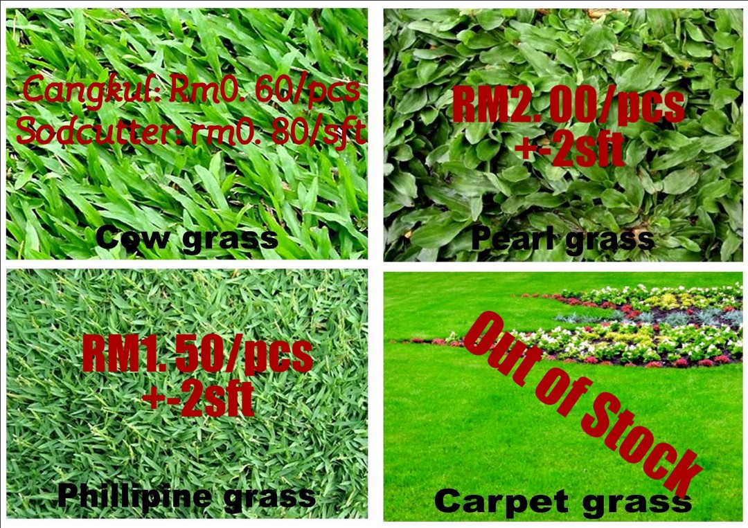 Rumput Karpet Cowgrass Mutiara Secara Borong Home Furniture Gardening On Carousell