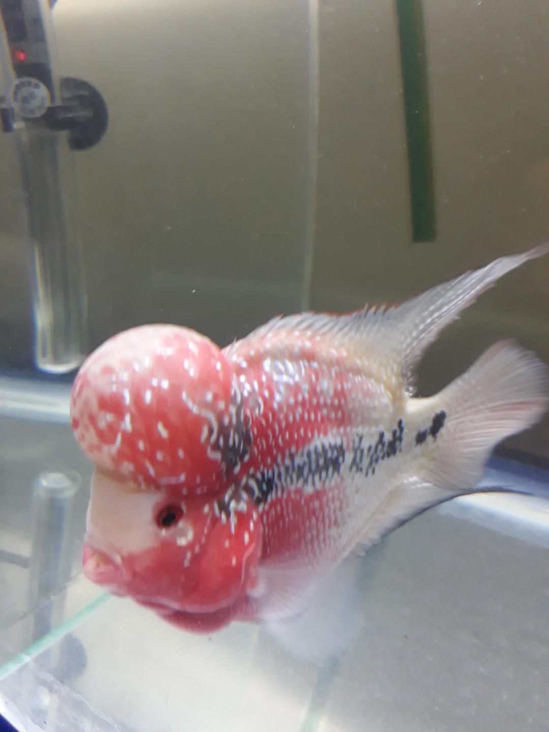 Louhan Srd Boom Head Ukuran 3 Jari Perlengkapan Hewan Aksesoris Hewan Di Carousell