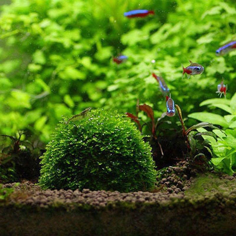 1 Pcs Diy Aquarium Fish Tank Media Moss Ball Filter Decor For Live