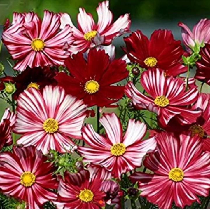 COSMO FLOWER MIXED COLOR SEEDS (Category: Plants & Seeds) located in Paranaque City. Submitted by wawerosario (Listing ID 185093741, Image 1). Description: 20seeds/pack.