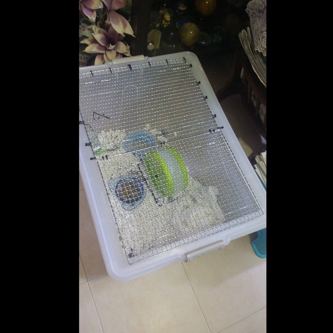 Syrian Hamster Bin Cage With Accessories Reserved Pet Supplies