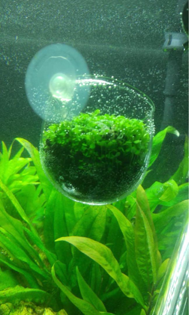 aquarium fish tank mini water planting
