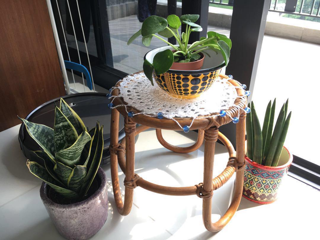 RARE Sansevieria Cylindrica Cylindrical Snake Plant ...