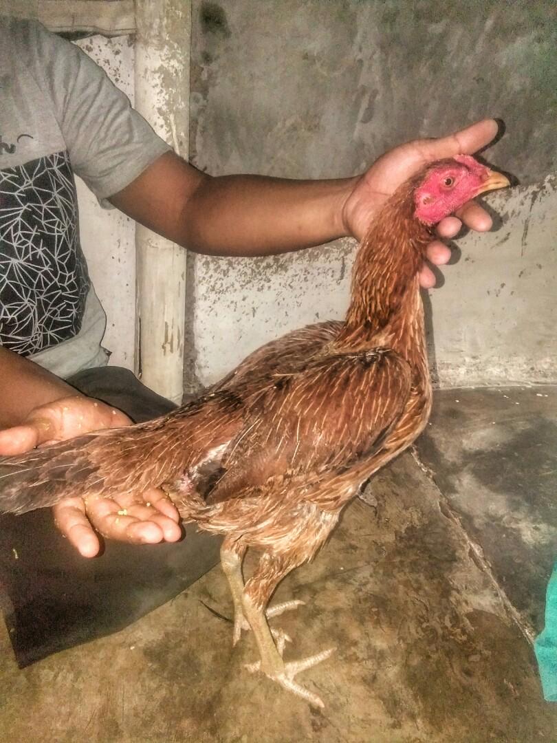 Babon Birma Coklat Dan Babon Mangon Perlengkapan Hewan Aksesoris Hewan Di Carousell