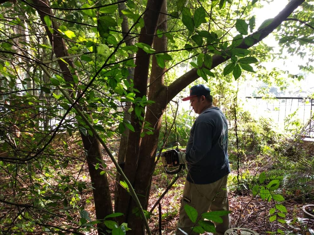 Cgt Tebang Potong Pokok Tree Cutting Landscaping Shah Alam