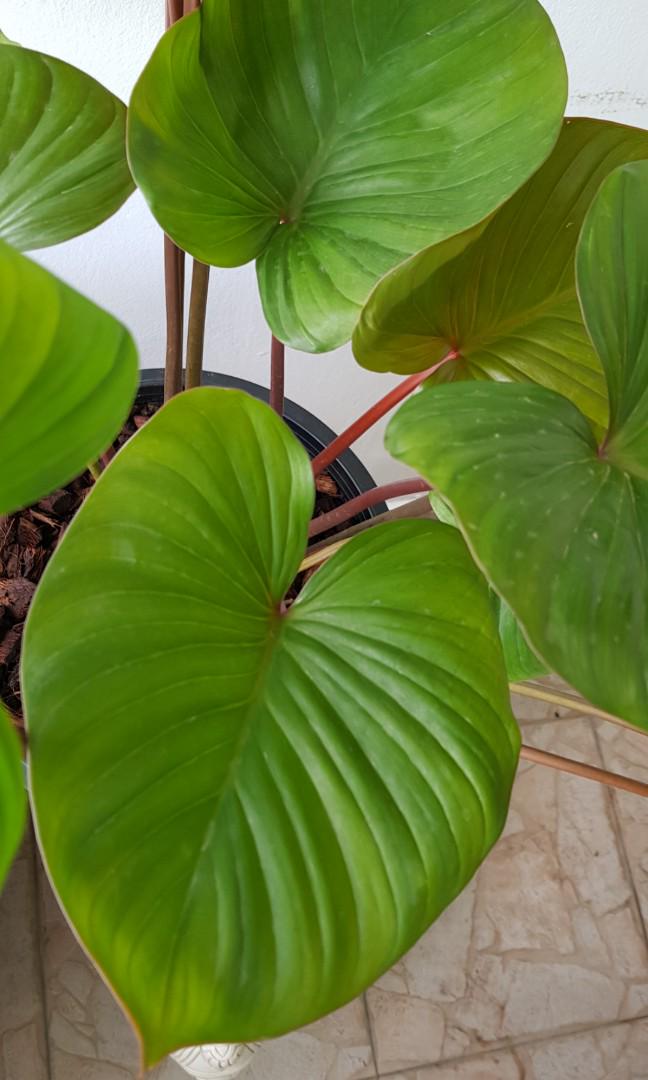 Homalomena Rubescens Gardening Plants On Carousell