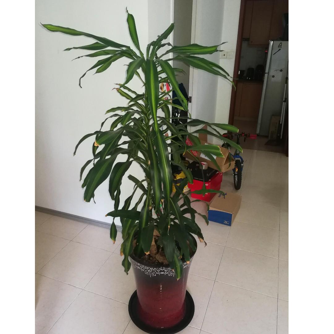 Large Indoor Plant And Pot Gardening Plants On Carousell