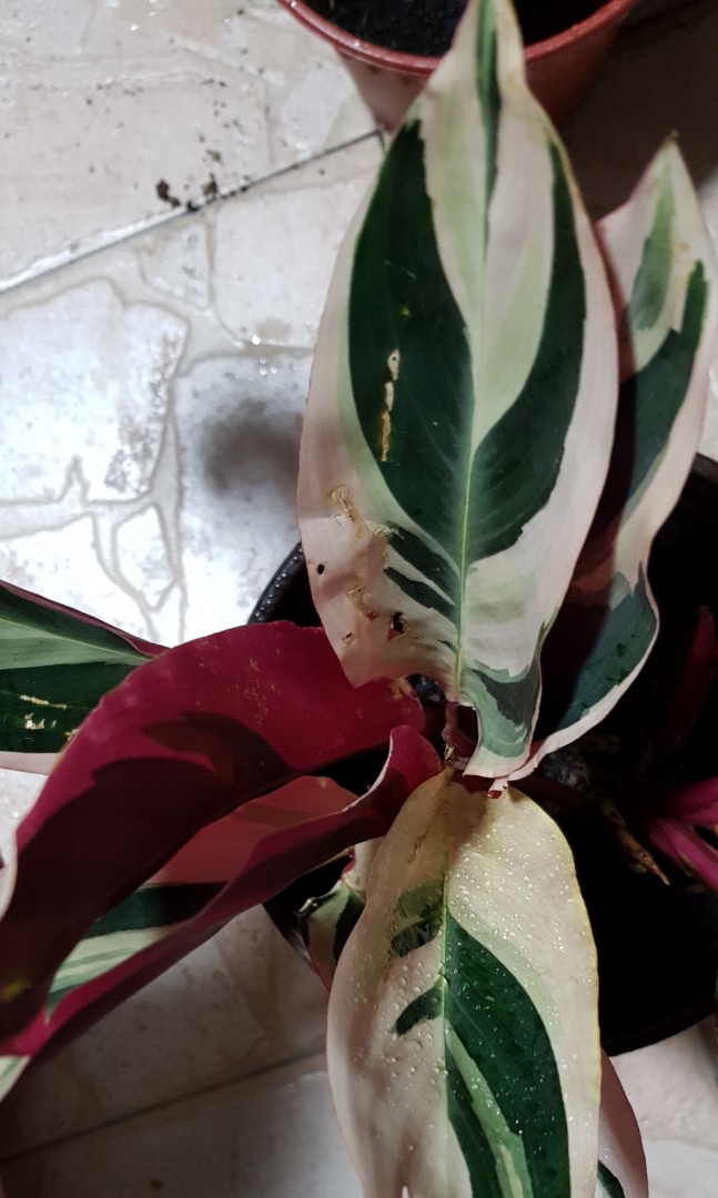 Never-never plant ( Stromanthe sanguinea 'Triostar'), Furniture & Home ...