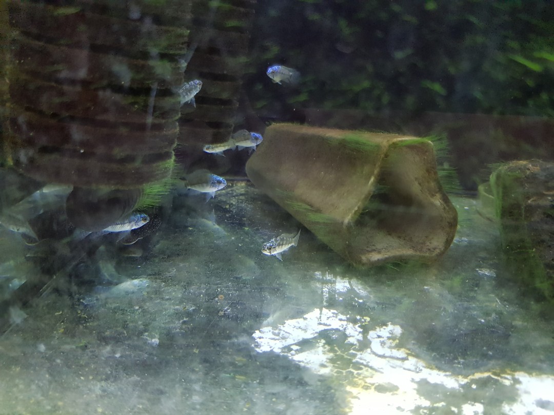 Apistogramma Blue Steel Pet Supplies For Fish Fish Tanks On Carousell