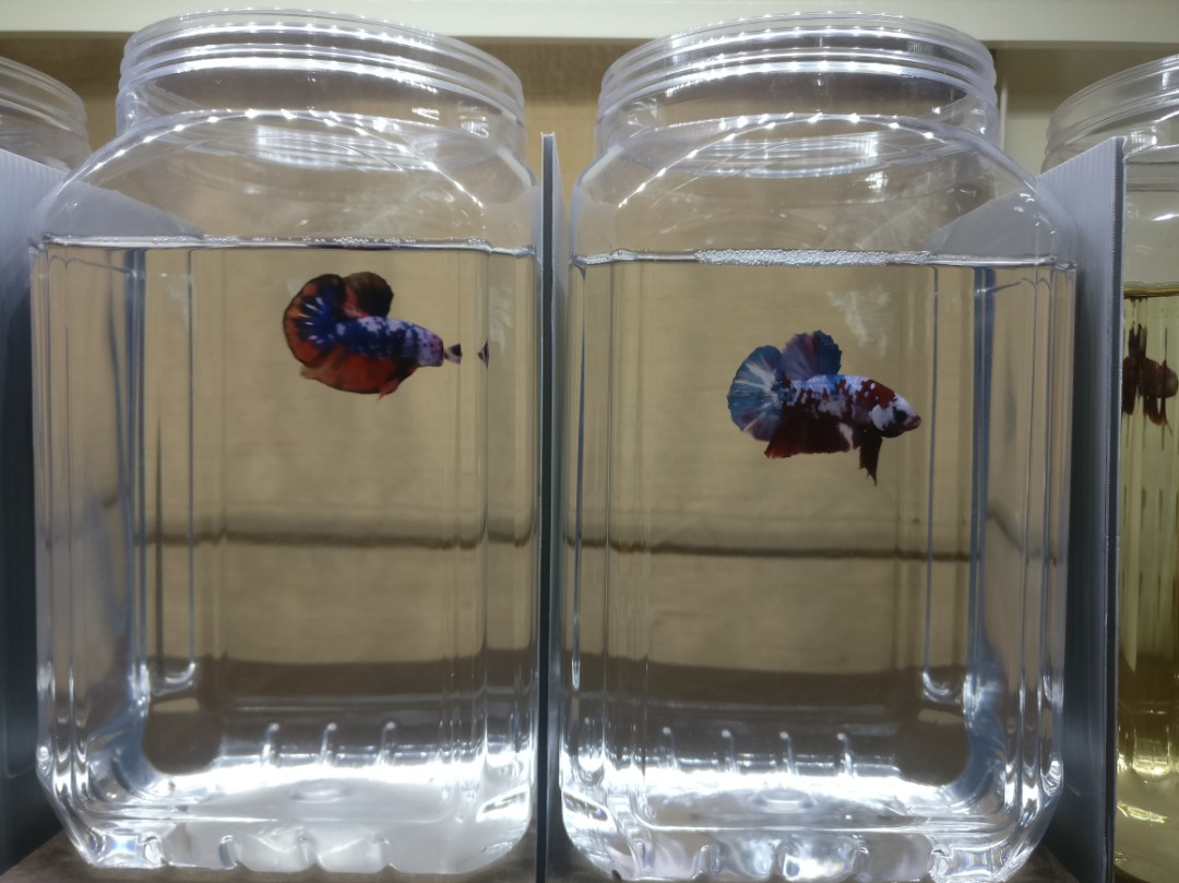 Betta fish deals in small containers