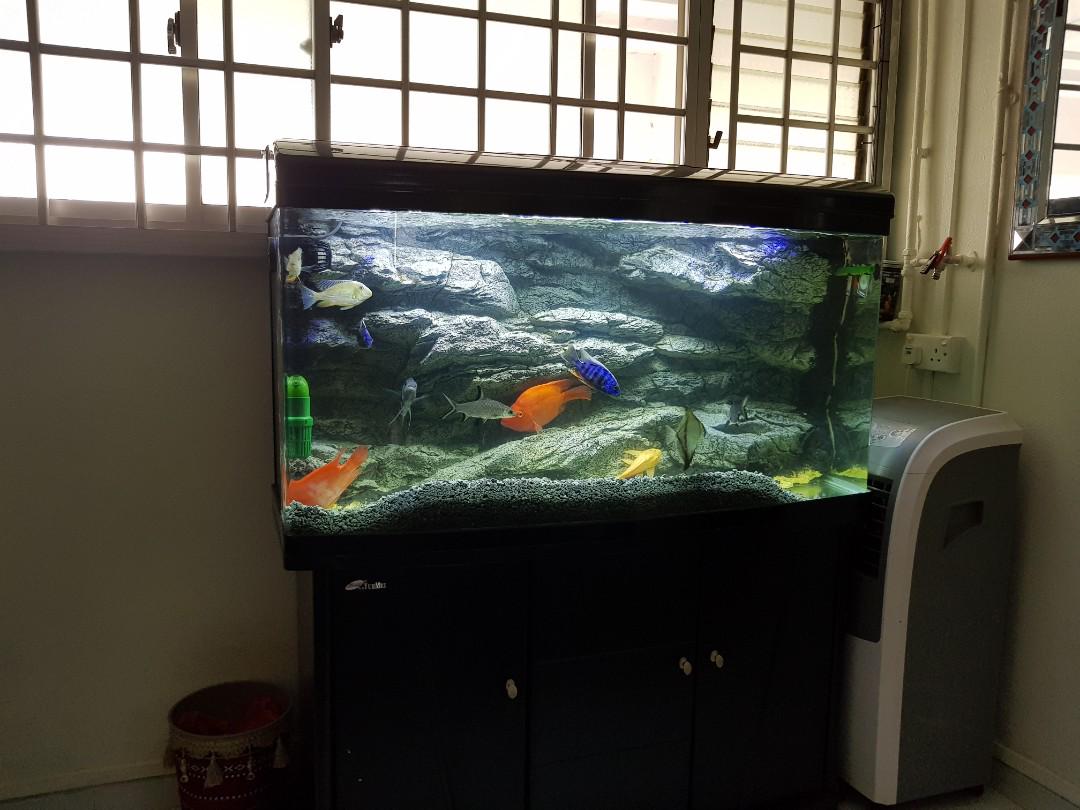 4 feet imported fish tank