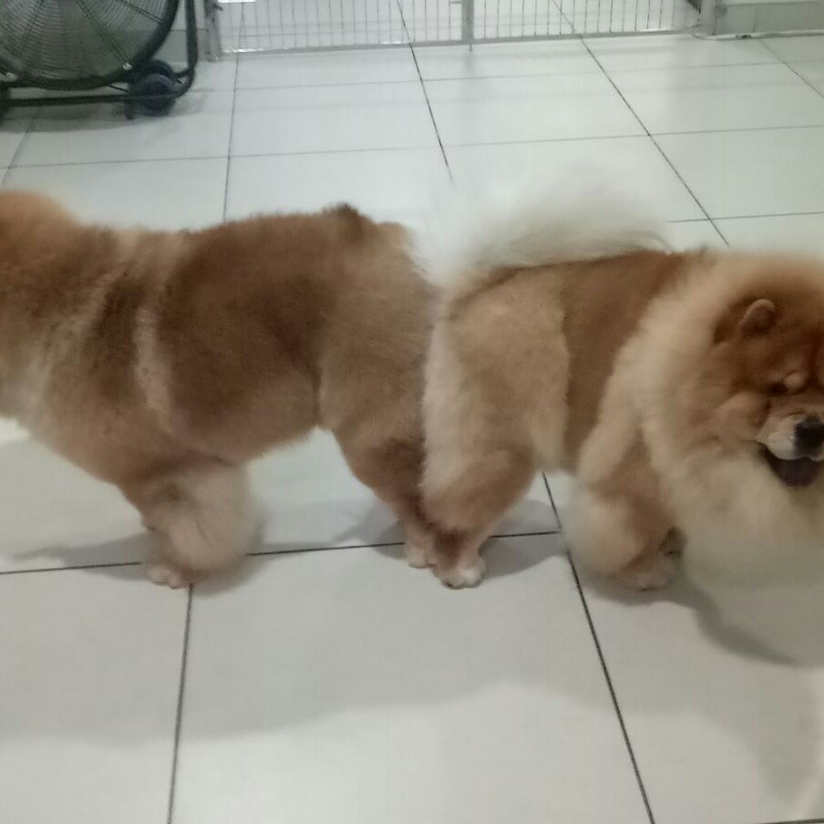 Jasa Pacak Bisa Kawin Suntik Anjing Besar Dan Kecil Pet Supplies