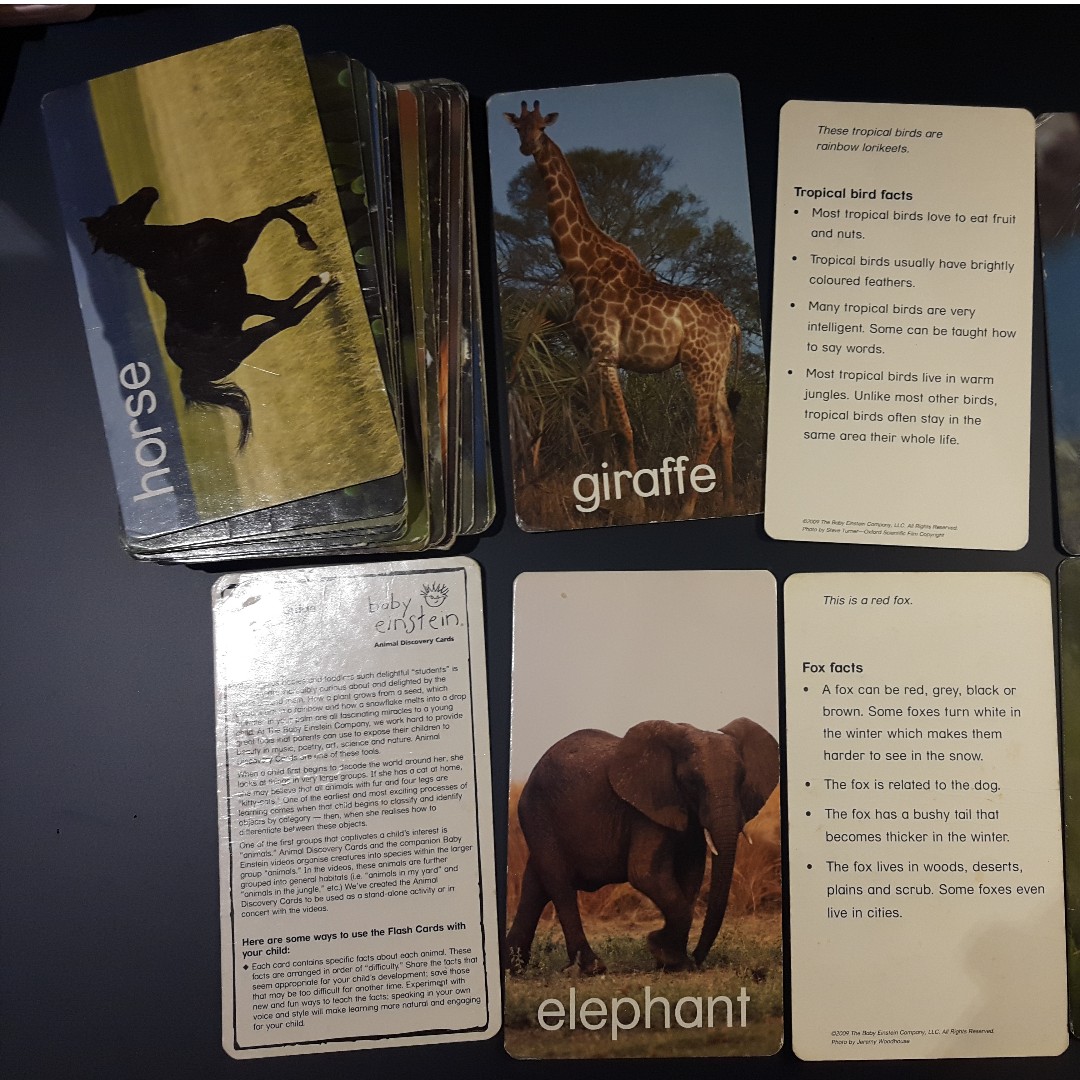 Baby Einstein Animal Discovery Flash Cards By Julie Aigner Clark Babies Kids Others On Carousell