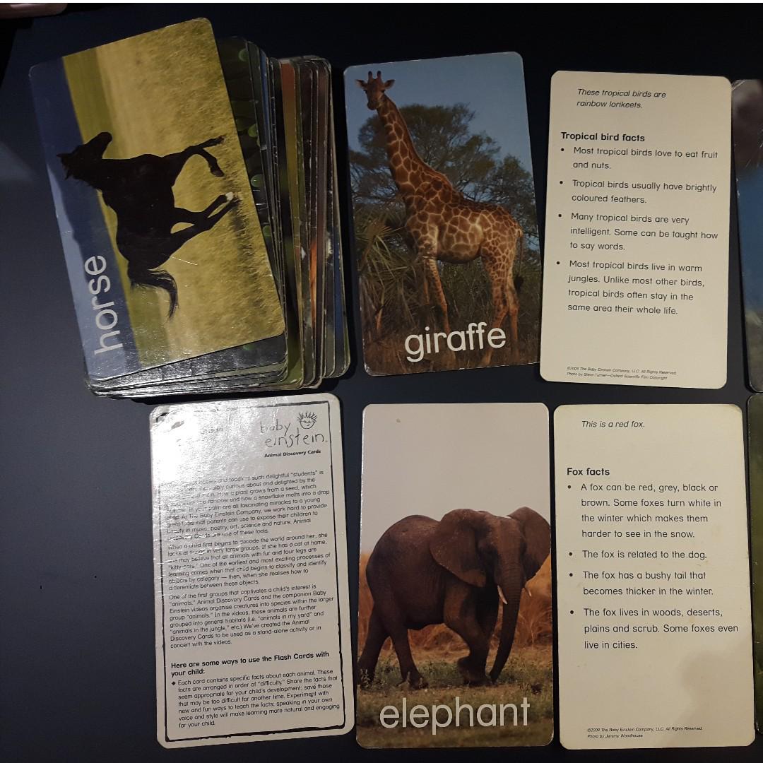Baby Einstein Animal Discovery Cards
