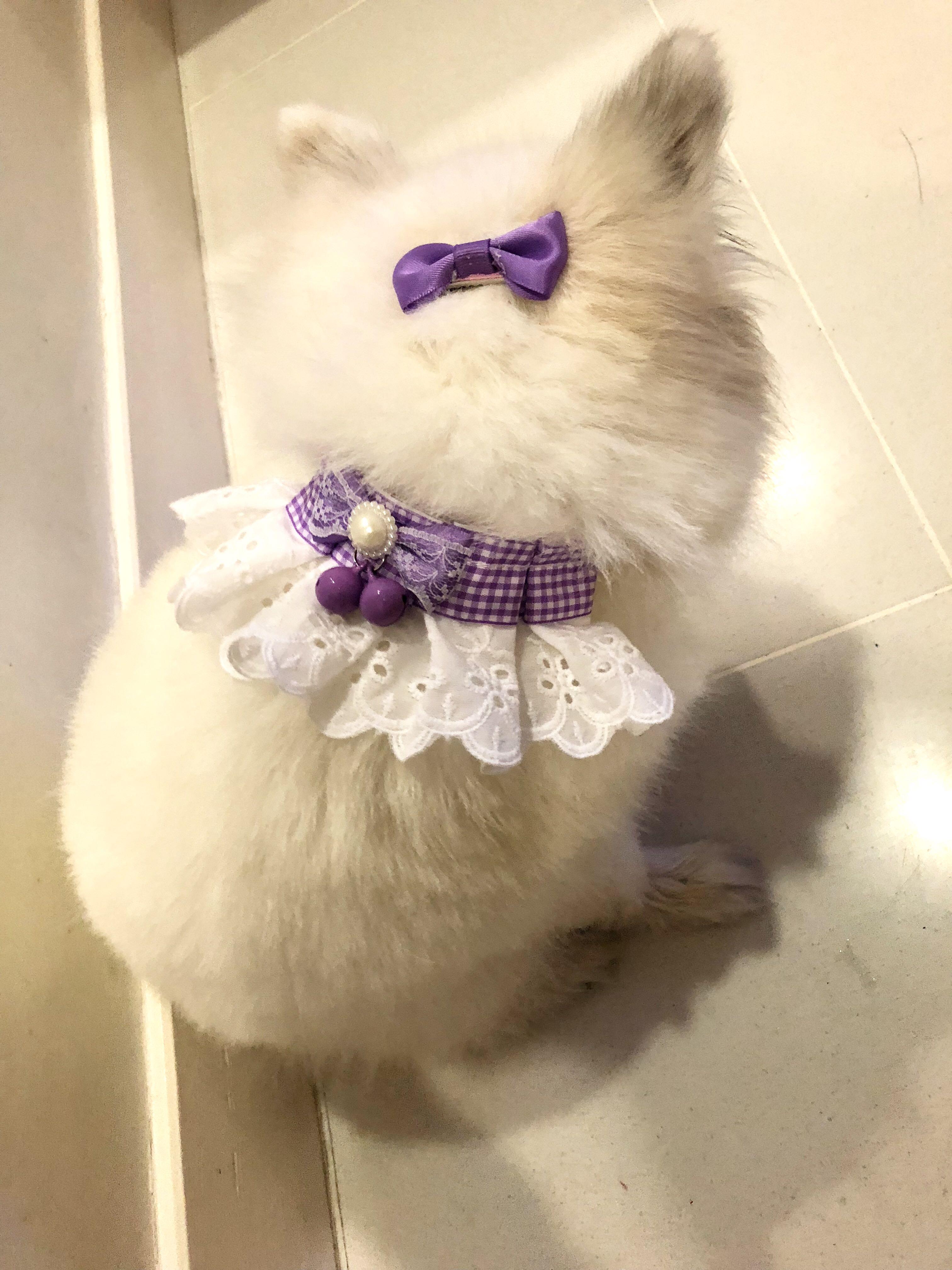 victorian cat collar