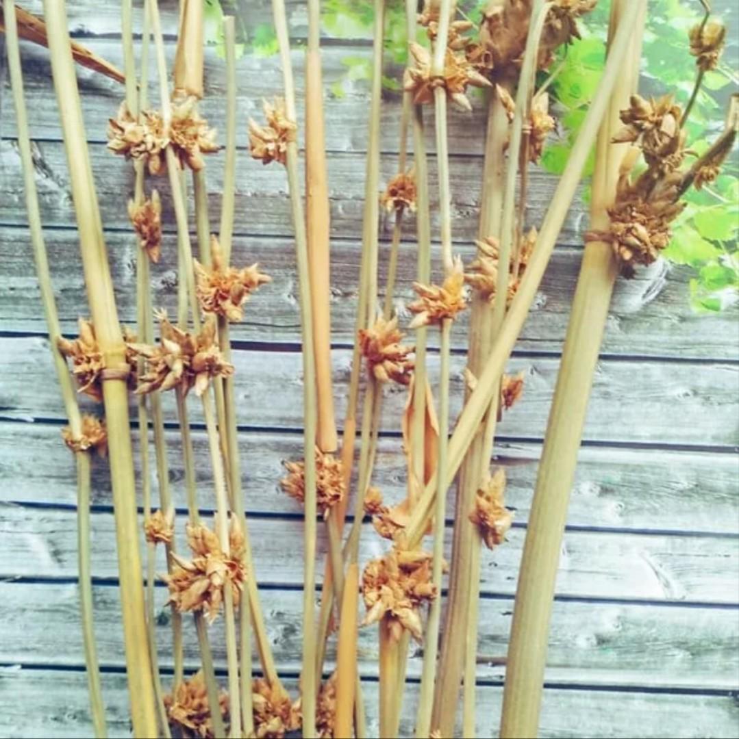 Kembang Bunga Bambu Pring Langka Antik Lainnya Di Carousell