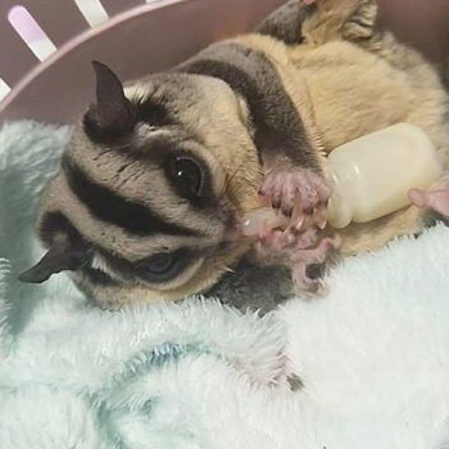 Sugar Glider Tangerang Perlengkapan Hewan Makanan Hewan Di Carousell
