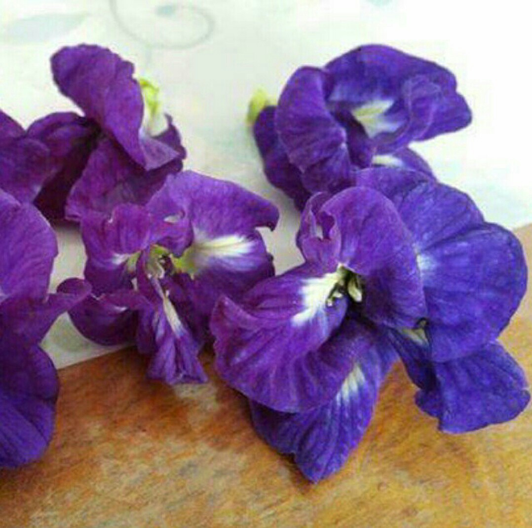 Butterfly Blue Pea flower / Bunga Telang (from Malacca 