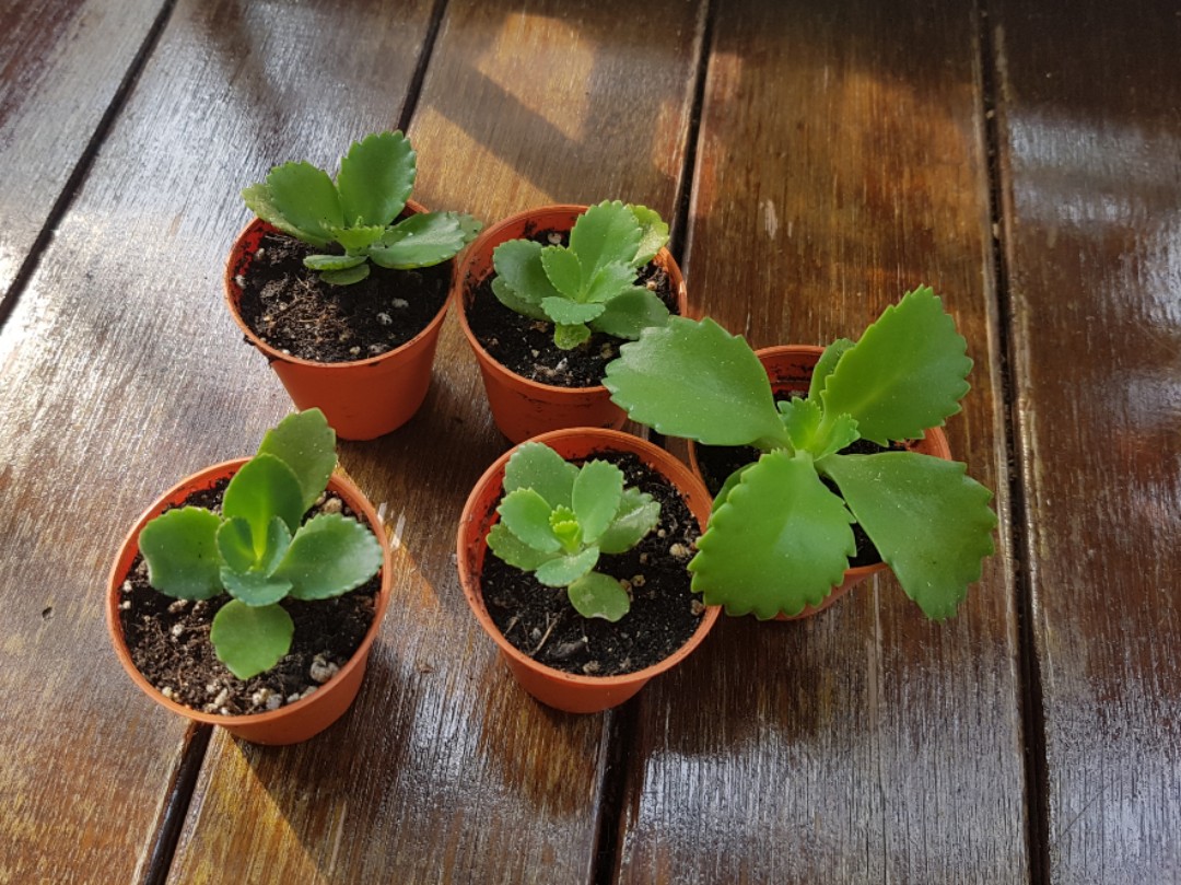 Small Mother Of Thousand Plant Furniture Home Living Home Decor Artificial Plants Flowers On Carousell
