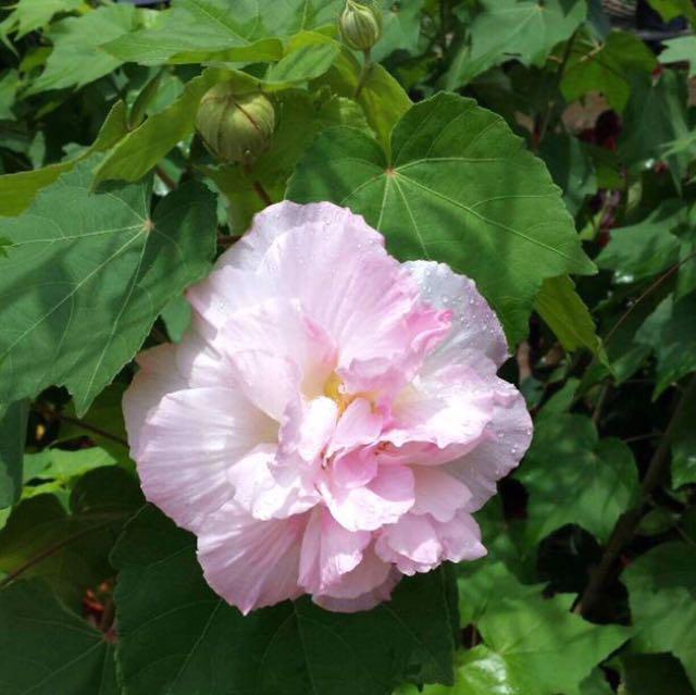 Confederate Rose Dixie Rosemallow Cotton Rose Rose Of Sharon Changeable Rose Baru Landak Botan Mati Laki Mati Bini Chinese Rose 芙蓉 Hibiscus Mutabilis Gardening Plants On Carousell