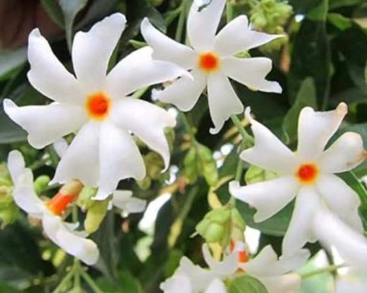 JASMINE FLOWER SEEDS, Furniture & Home Living, Gardening, Plants