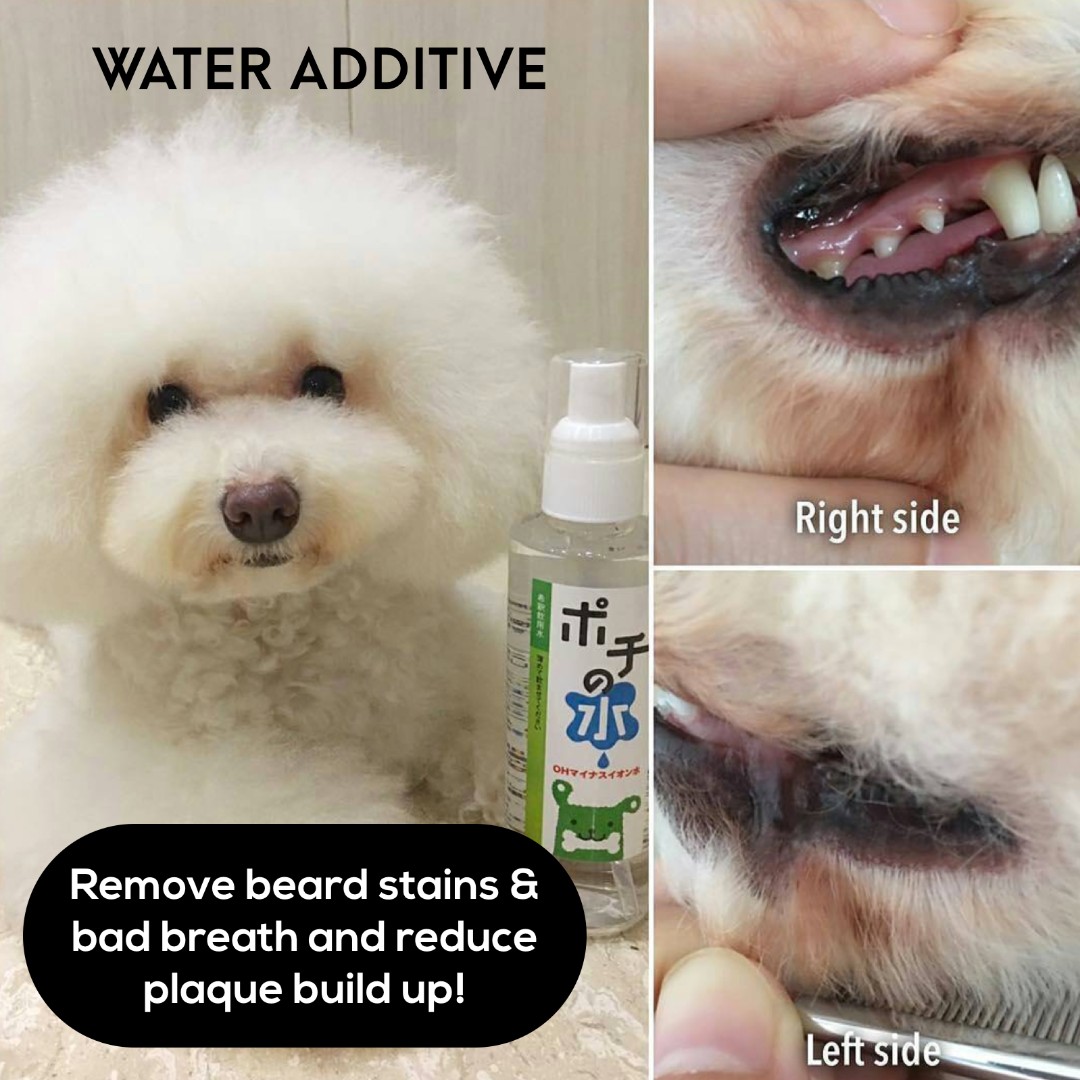bichon frise bad breath