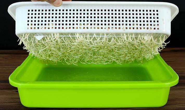Soilless Bean Sprouts Seedlings Planting Tray Hydroponic
