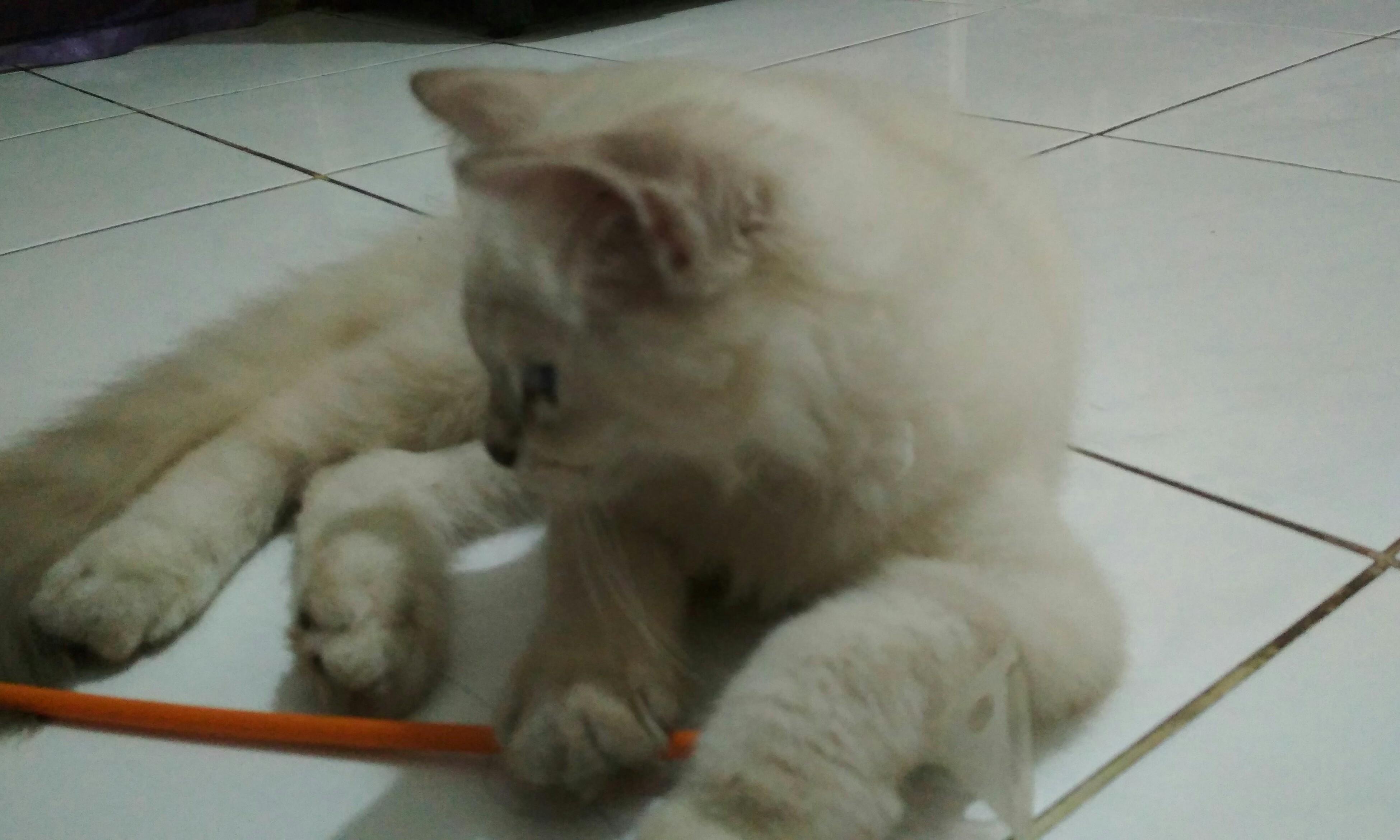 Di Jual Kucing Persia Medium Perlengkapan Hewan Aksesoris Hewan