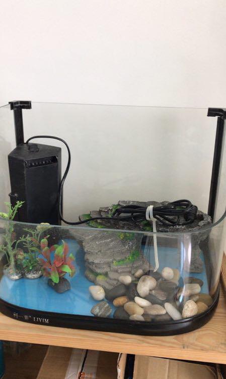 fish and tortoise aquarium