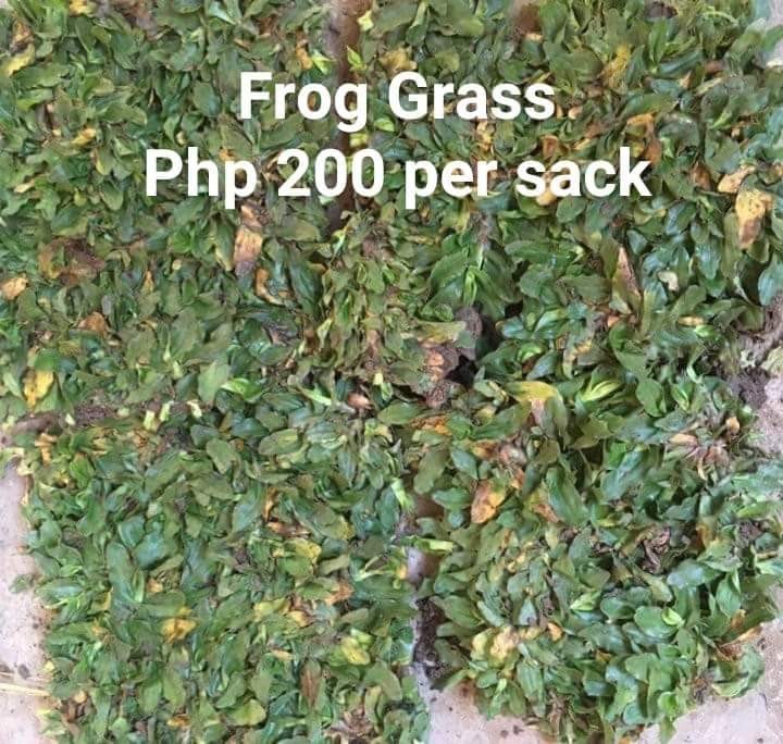 Frog Grass per Square Meter Ubicaciondepersonas cdmx gob mx frog-grass-per-square-meter-ubicaciondepersonas-cdmx-gob-mx