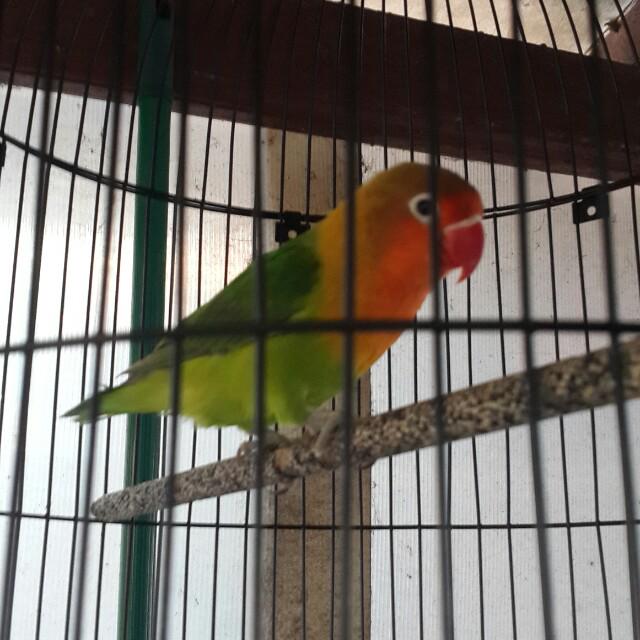 Lovebird Pasjo Everything Else Others On Carousell
