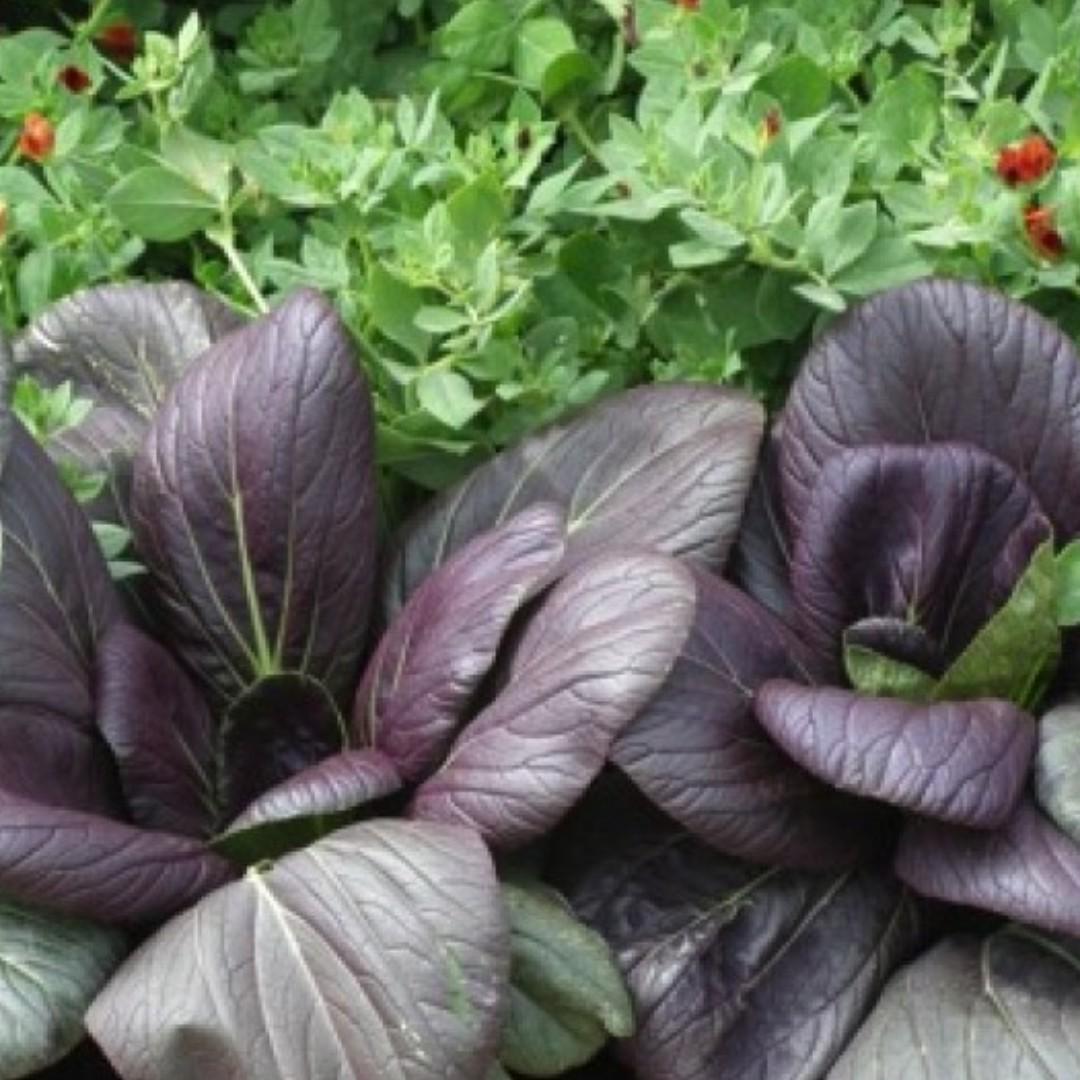 Bok Choy Purple Magic H Brassica Rapa Chinensis Group Vegetable Plant 1 5g 150 Seeds Gardening Plants On Carousell