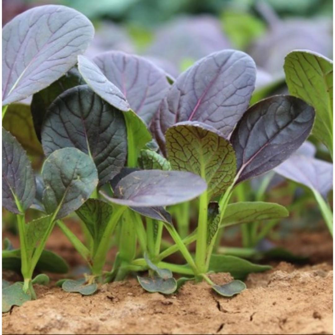 Bok Choy Summer Purple H Brassica Rapa Chinensis Group Vegetable Plant 1 5g 150 Seeds Gardening Plants On Carousell