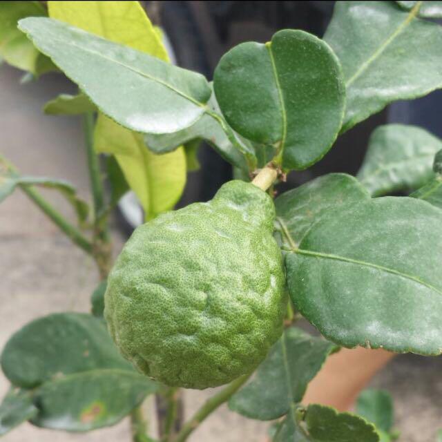 泰国粗皮柠檬树 Kaffir Lime Thai Lemon Limau Purut Plant Gardening Plants On Carousell