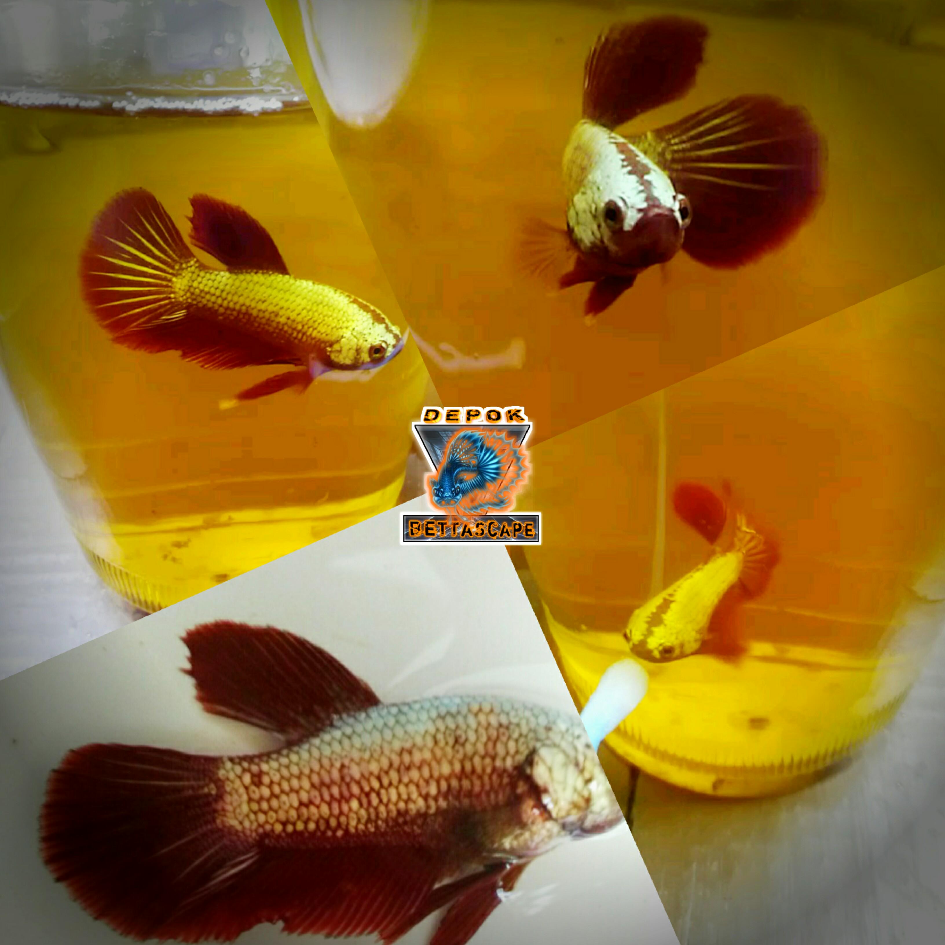 61+ Gambar Ikan Cupang Red Dragon Gratis Terbaik