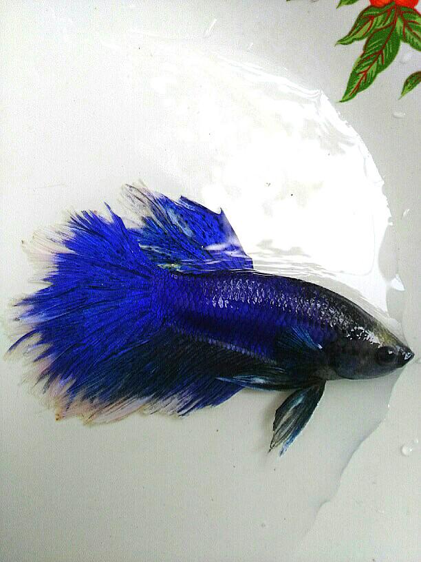 Ikan Cupang Halfmoon Rose Tail Blue Butterfly Perlengkapan Hewan Makanan Hewan Di Carousell