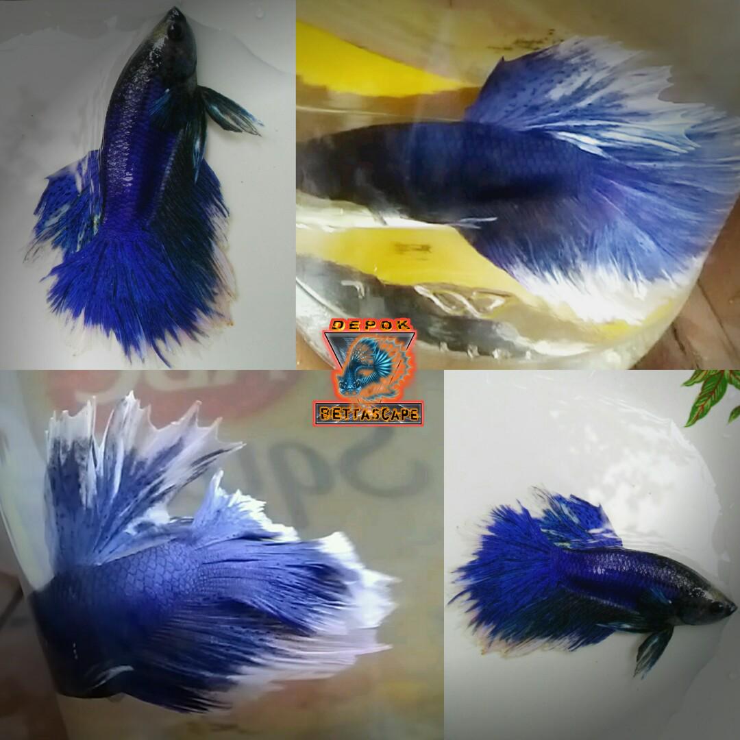Ikan Cupang Halfmoon Rose Tail Blue Butterfly Perlengkapan Hewan Makanan Hewan Di Carousell
