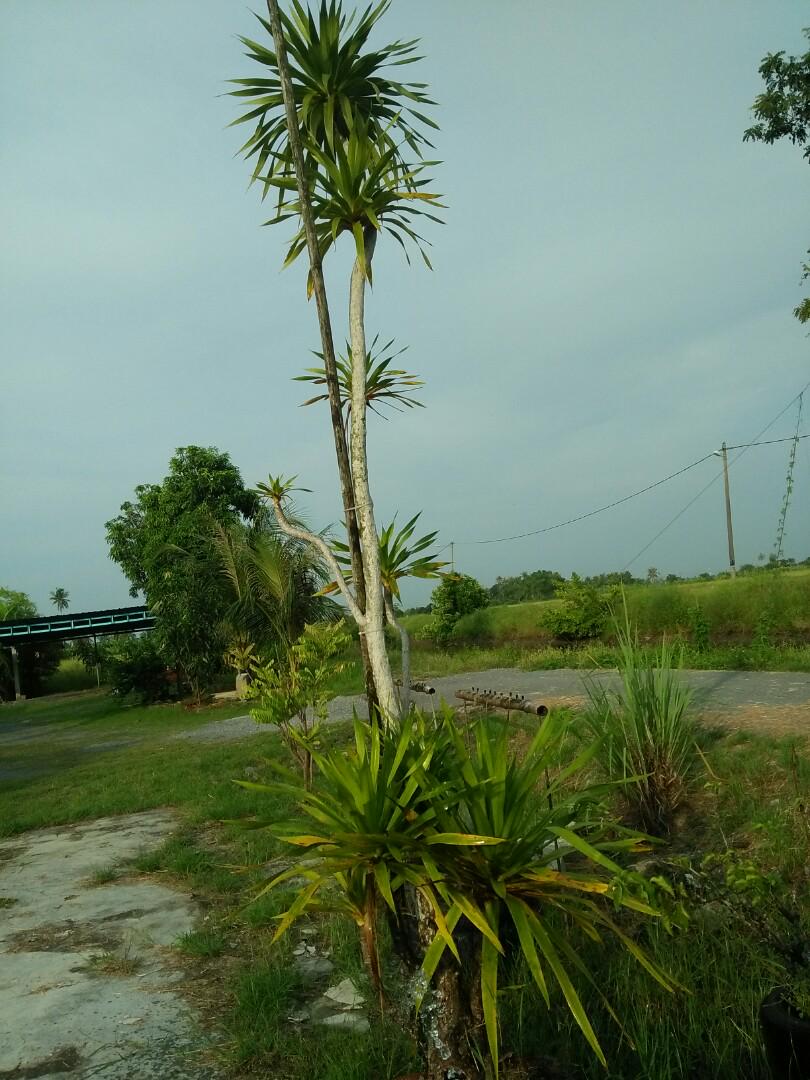 Pokok Pandan Bukit Home Furniture Gardening On Carousell