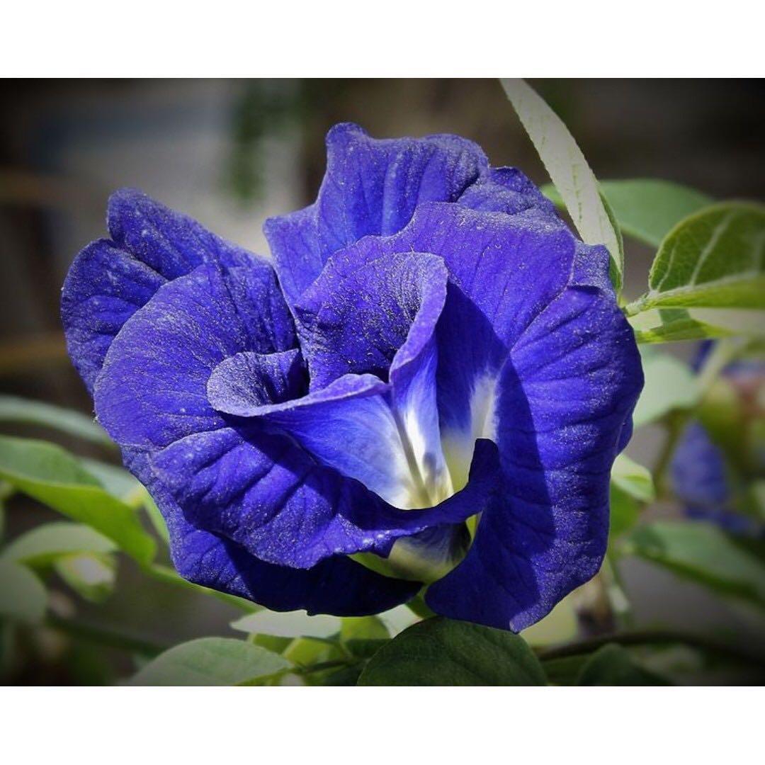 Blue Butterfly Pea Flower Tea Recipe Clitoria Ternatea Tea Food Drinks Beverages On Carousell In animal tests the methanolic extract of clitoria ternatea roots demonstrated nootropic, anxiolytic, antidepressant, anticonvulsant and antistress. blue butterfly pea flower tea recipe clitoria ternatea tea