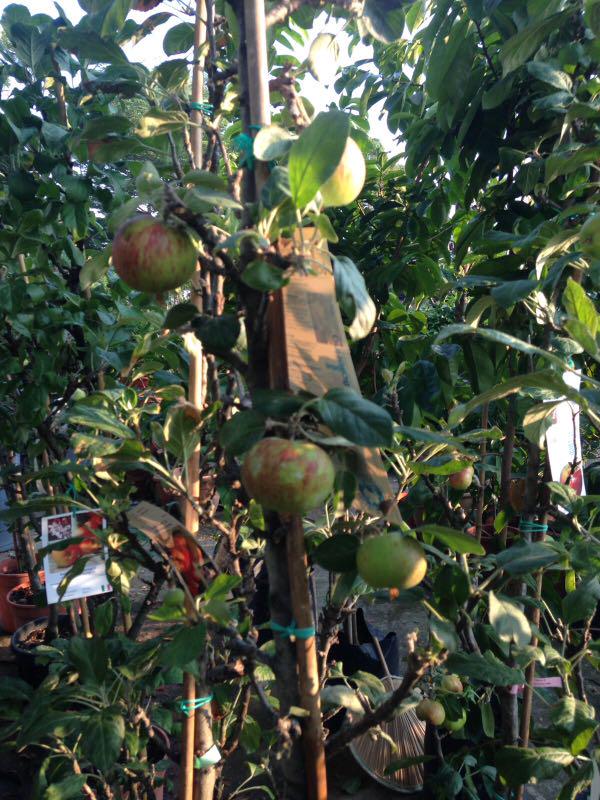 Rare apple tree for sale 268, Furniture & Home Living, Gardening
