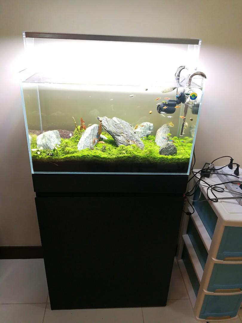 2ft fish tank