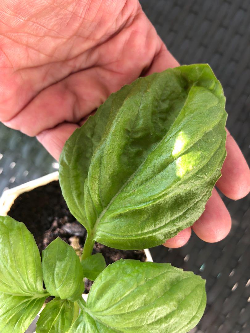 Lettuce leaf basil, Furniture & Home Living, Gardening, Plants & Seeds