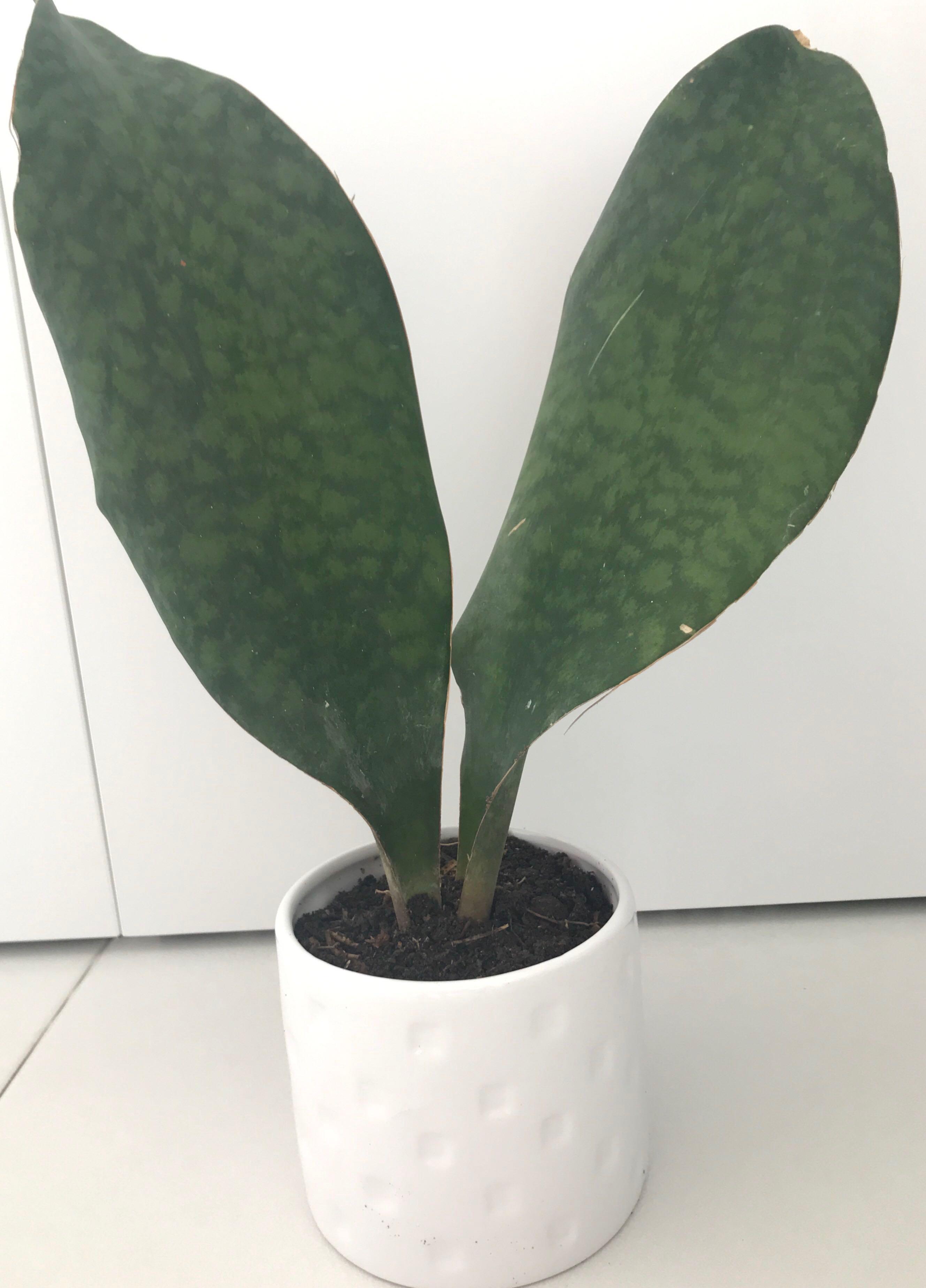 Minimalist fav + hardy Whale Fin Sansevieria Masoniana ...