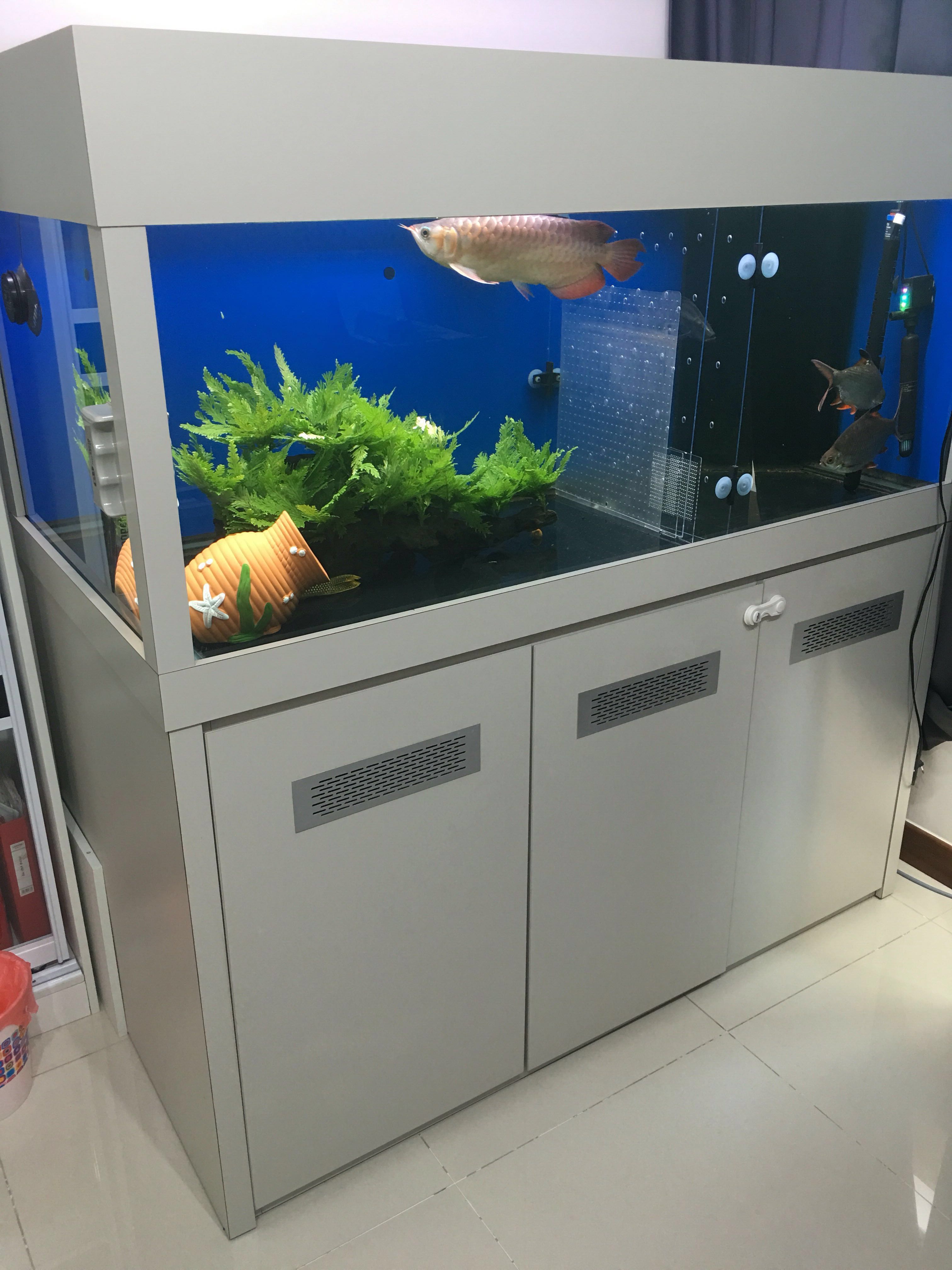 5ft aquarium fish tank 2025