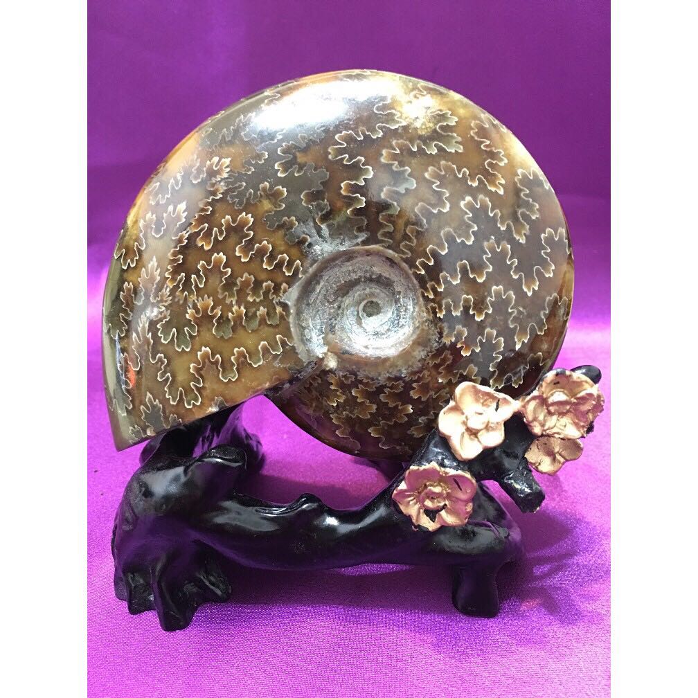 天然斑彩螺化石摆件 306g