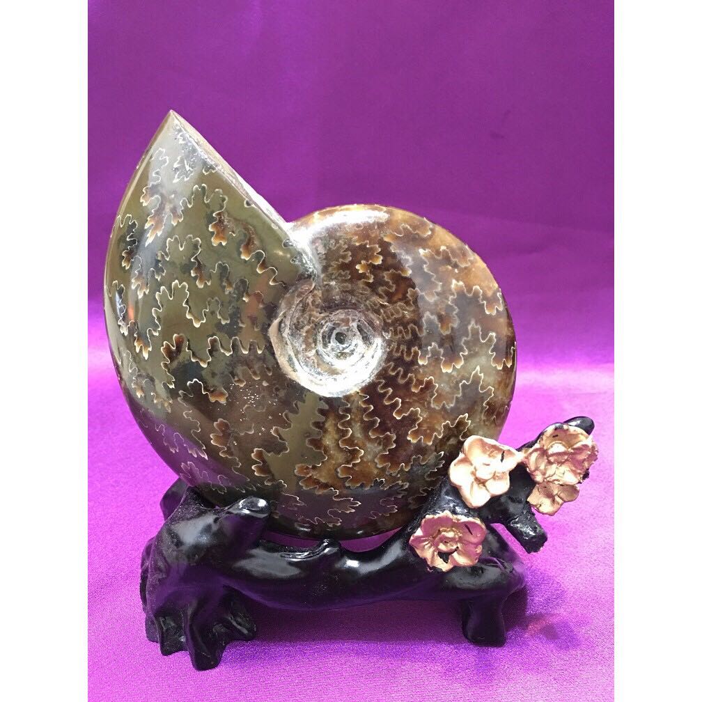 天然斑彩螺化石摆件 306g