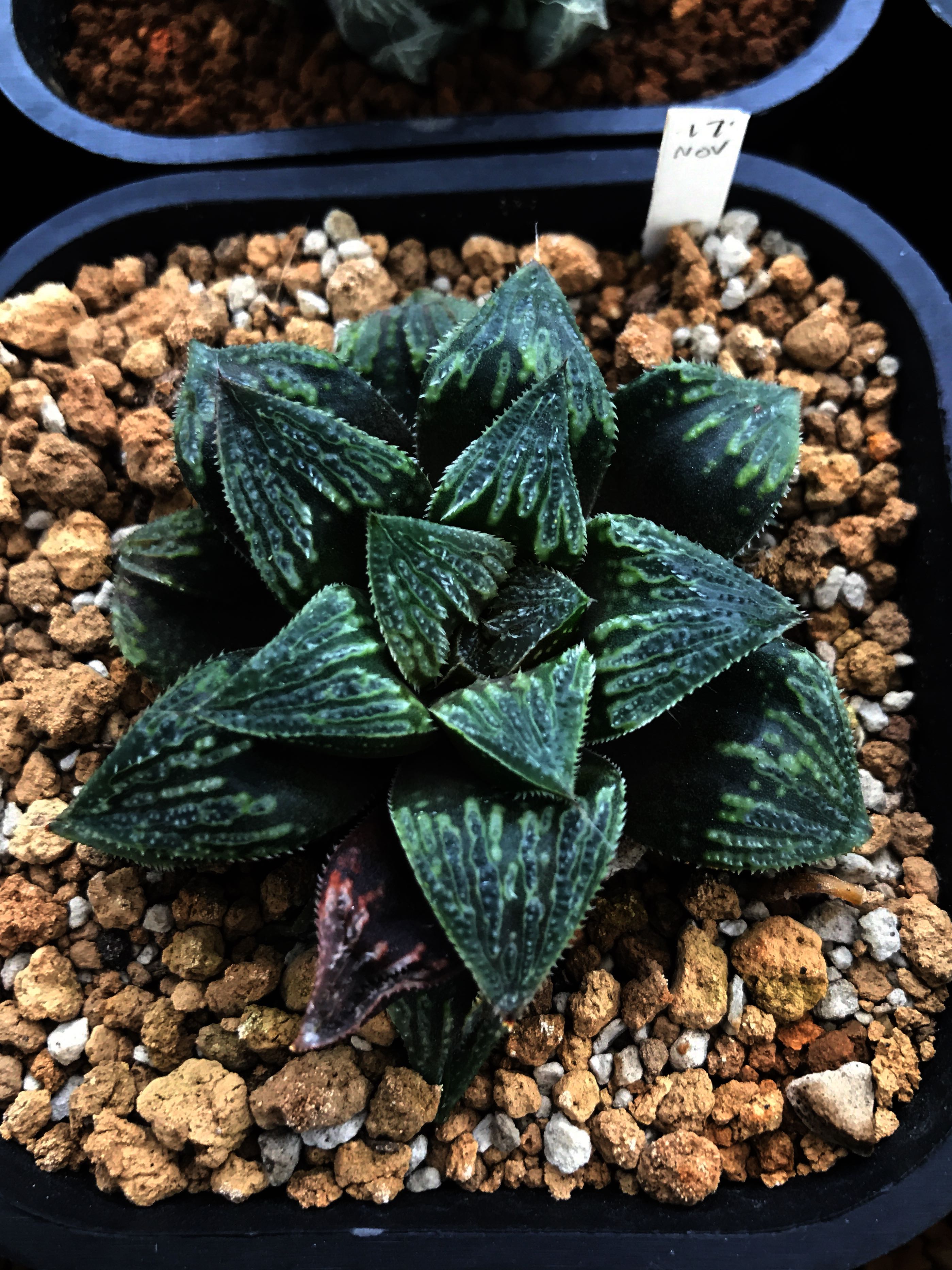 Haworthia Splendens hybrid ex Pijaya, Furniture & Home Living